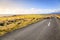 Sheep on the road in Iceland