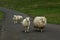 Sheep on a road in the Yorkshire Dales