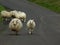 Sheep on a road in the Yorkshire Dales