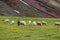 Sheep roaming near the bank of the river