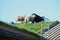 Sheep on the roof of a Lofoten\'s barn