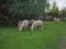 Sheep Ruminating on Grass near Trees