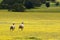 Sheep on the run across a field of yellow flowers