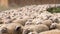 Sheep running on a dusty road