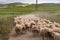 Sheep running towards their meadow