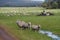 Sheep in a rural Australian landscape