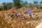 Sheep\\\'s-bit field flowers in the dry grass close-up - Jasione montana, Macro, Selective focus