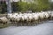 Sheep`s, dozens of sheep passing by, sheep returning home, sheep`s arm.