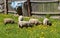 A sheep`s grazes on a garden