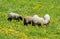 A sheep`s grazes on a green meadow with yellow dandelions