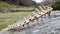 A sheep's spinal column skeleton sitting on a rock