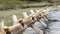 A sheep's vertebral column lying on a rock