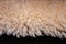 Sheep`s wool. Sheep wool texture lamb background