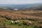 Sheep on Saddleworth Moor