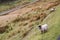 Sheep On Saddleworth Pennine Hills In Manchester