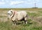 Sheep on the salt marsh with the lighthouse Westerhever in the background, Germany