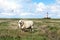 Sheep on the salt marsh with the lighthouse Westerhever in the background, Germany