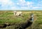 Sheep on the salt marsh in Westerhever, Germany