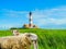 Sheep in the salt marshes of the North Sea