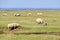 Sheep salt meadows