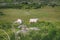 Sheep on the scenic fields of Black Valley in county Kerry, Ireland