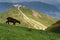 Sheep with Schattberg-Ost mountain cable car station, Saalbach-Hinterglemm, Alps, Austria