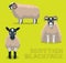 Sheep Scottish Blackface Cartoon Vector Illustration