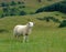 Sheep and Scottish countryside