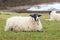 Sheep in the Scottish countryside animals bred for Scottish wool scotland united kingdom europe