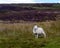 Sheep and Scottish heather