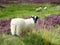 Sheep (Scottish highlands)