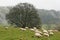 Sheep in Scottish Highlands
