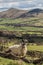 Sheep scratching in the Peak District