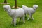 Sheep sculpture