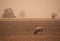 Sheep searching for food in a dust storm during drought