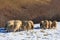 Sheep searching for grass