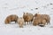 Sheep searching for grass under the snow