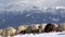 Sheep seeking grass under the snow, winter mountain scenery