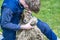 The sheep seems completely relaxed during the cutting of the wool at the sheepshearingfestival in Exloo, the Netherlands