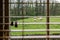 Sheep seen on grass through a wet window with blurred wet points. The window has defocused horizontal slat blinds and cords with