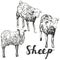 Sheep set hand drawn vector illustration realistic sketch