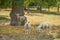 Sheep in the shade