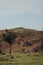 Sheep in a shade of a tree in Mendip Hills, UK, Crook Peak on the background