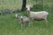 Sheep sheared with her lambs in the fields of pedroches