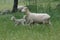 Sheep sheared with her lambs in the fields of pedroches