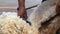 Sheep shearing - Traditional job