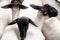 Sheep in shearing yards after being shorn