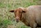 Sheep, sheep in the field in autumn. herd, insistently.Background farmers field sheep.