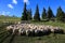 Sheep at sheepfold in the mountain