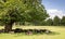 Sheep sheltering in the shade